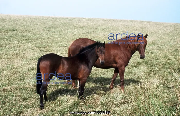 : CHESTNUT PONY - With Bay Pony : CHESTNUT PONY - With Bay Pony