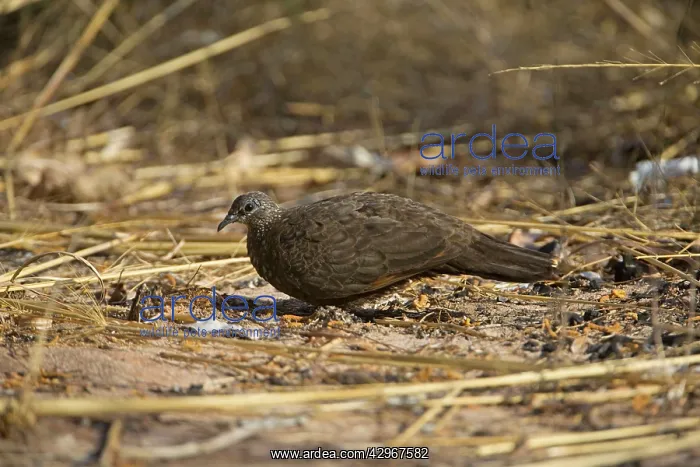 : Chestnut-quilled Rock-Pigeon : Chestnut-quilled Rock-Pigeon