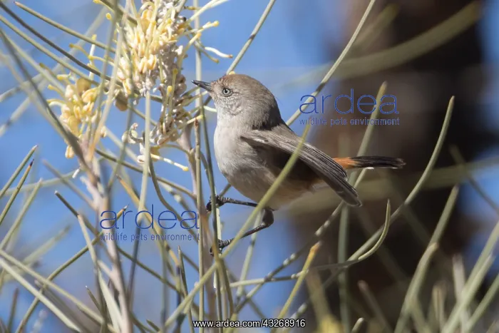 : Chestnut-rumped Thornbill - At Papunya Aboriginal : Chestnut-rumped Thornbill - At Papunya Aboriginal