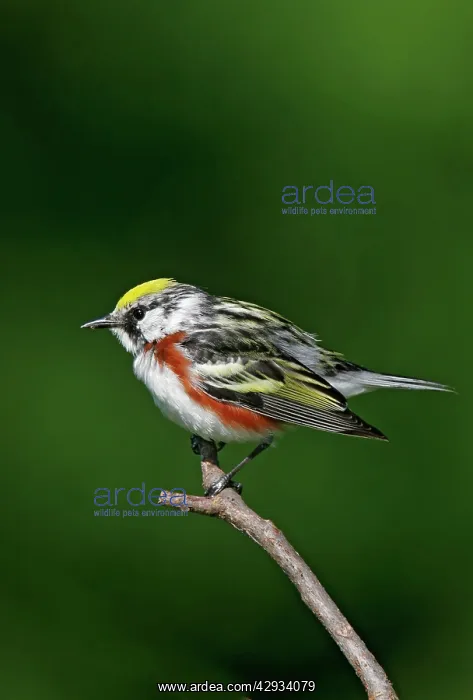 : Chestnut-sided Warbler : Chestnut-sided Warbler