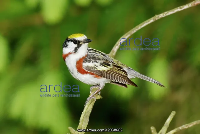 : Chestnut-sided Warbler : Chestnut-sided Warbler
