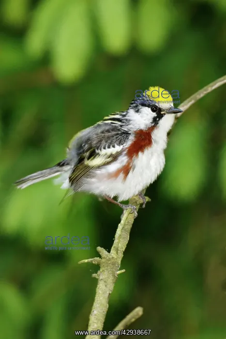 : Chestnut-sided Warbler : Chestnut-sided Warbler