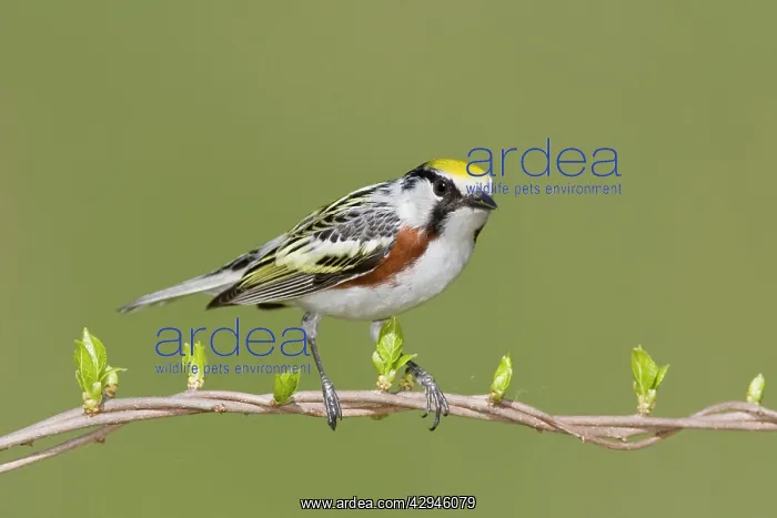 : Chestnut-sided Warbler : Chestnut-sided Warbler