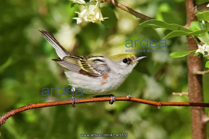 : Chestnut-sided Warbler : Chestnut-sided Warbler