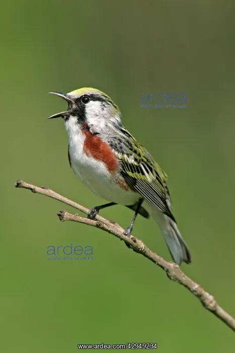 : Chestnut-sided Warbler : Chestnut-sided Warbler
