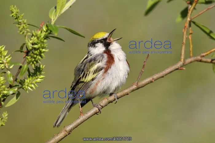 : Chestnut-sided Warbler : Chestnut-sided Warbler