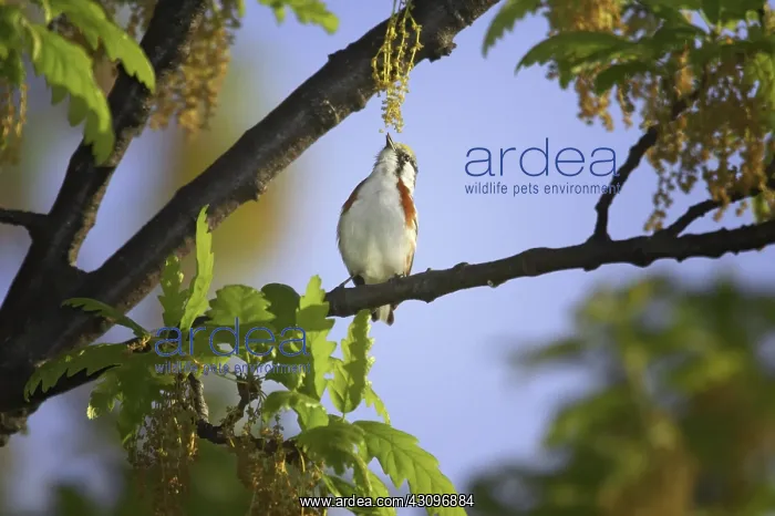 : Chestnut-Sided Warbler : Chestnut-Sided Warbler