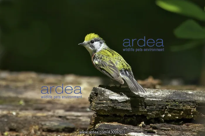  : Chestnut-Sided Warbler