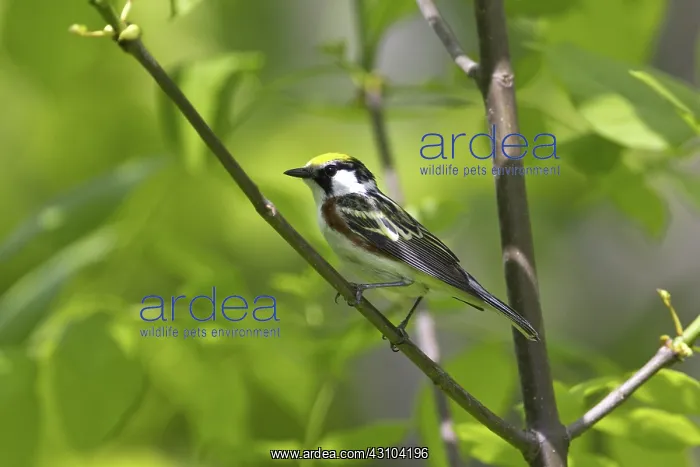 : Chestnut-Sided Warbler : Chestnut-Sided Warbler