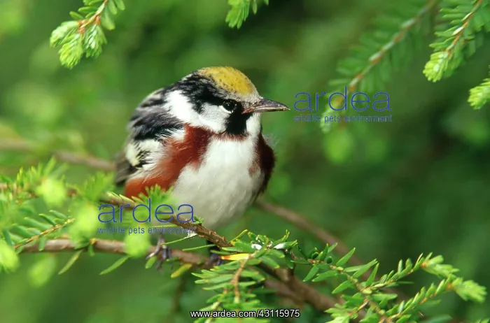 : Chestnut-sided Warbler : Chestnut-sided Warbler