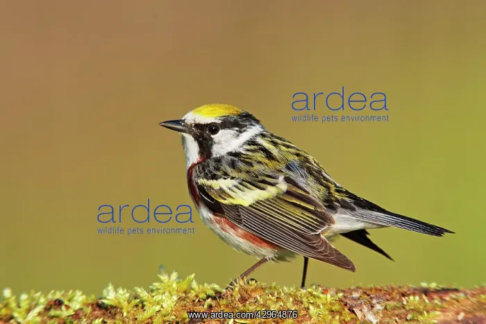 : Chestnut-sided Warbler - adult male : Chestnut-sided Warbler - adult male