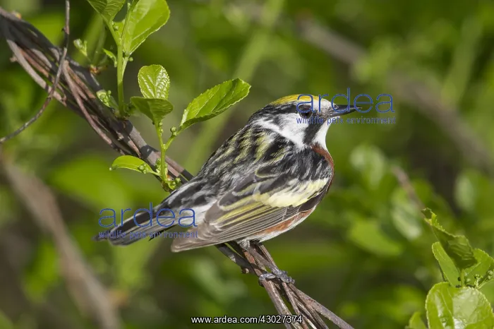 : Chestnut-sided Warbler - Dendroica pensylvanica : Chestnut-sided Warbler - Dendroica pensylvanica
