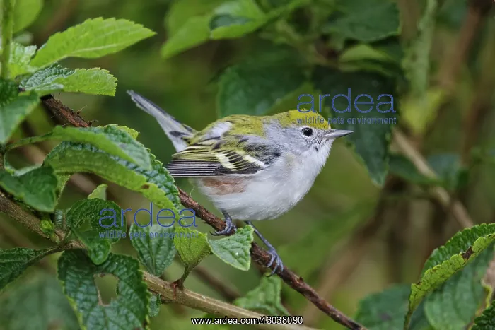  : Chestnut-sided Warbler Dendroica pensylvanica in winter