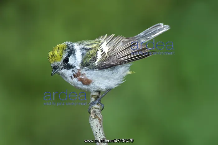  : Chestnut-sided Warbler (Dendroica virens)
