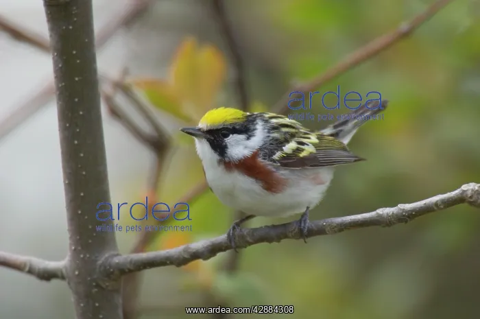 : Chestnut-sided Warbler - Male perched on branch, Spring : Chestnut-sided Warbler - Male perched on branch, Spring