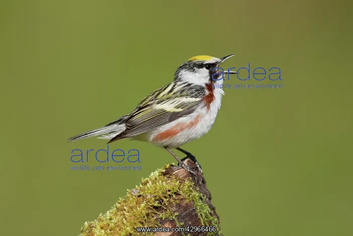 : Chestnut-sided Warbler - male singing on territory : Chestnut-sided Warbler - male singing on territory