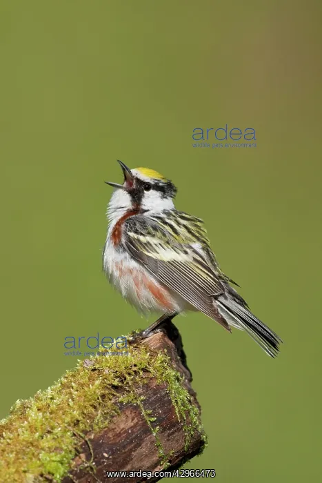  : Chestnut-sided Warbler - male singing on territory