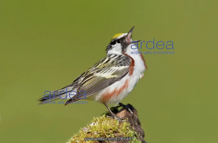 : Chestnut-sided Warbler - male singing on territory : Chestnut-sided Warbler - male singing on territory