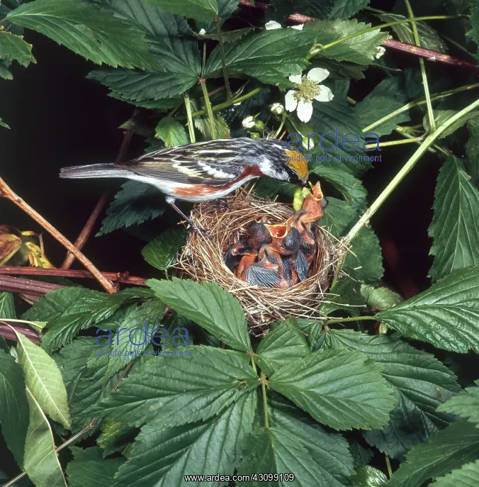 : Chestnut-sided Warbler at Nest : Chestnut-sided Warbler at Nest