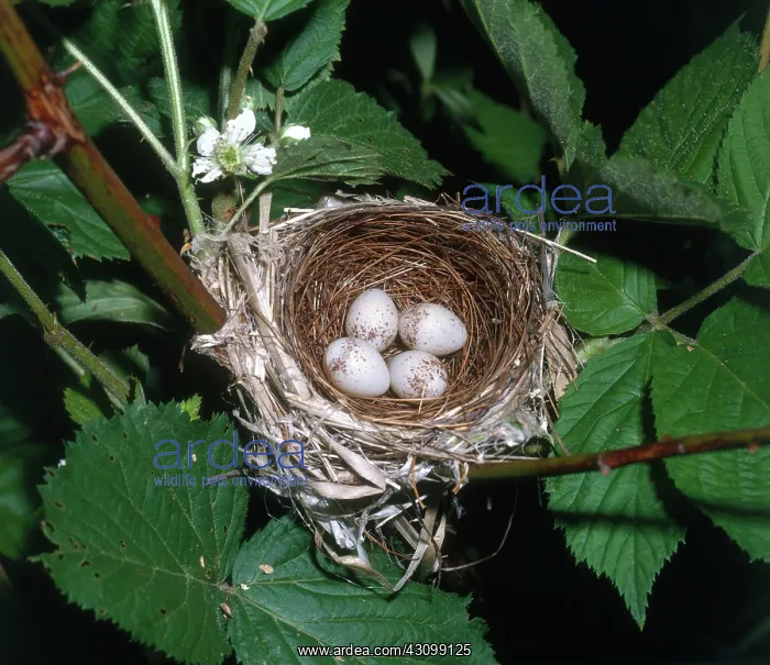: Chestnut-sided Warbler Nest : Chestnut-sided Warbler Nest