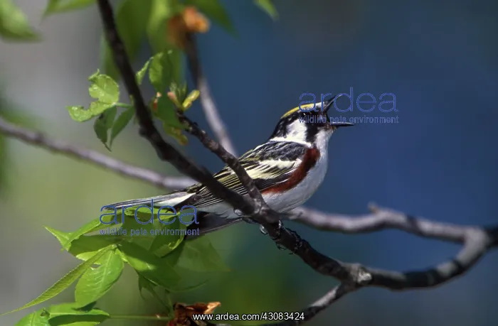 : Chestnut-sided Warbler singing : Chestnut-sided Warbler singing