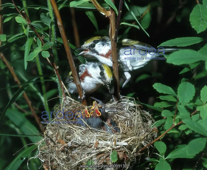 : Chestnut-sided Warblers at Nest : Chestnut-sided Warblers at Nest