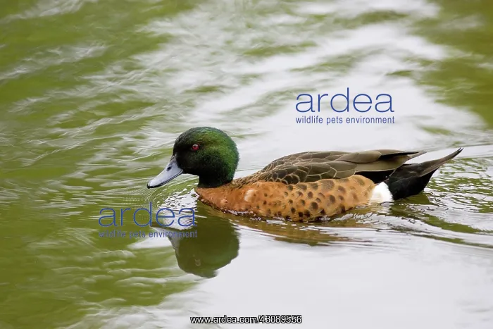  : Chestnut teal