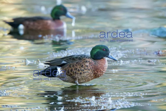 : Chestnut Teal drake : Chestnut Teal drake