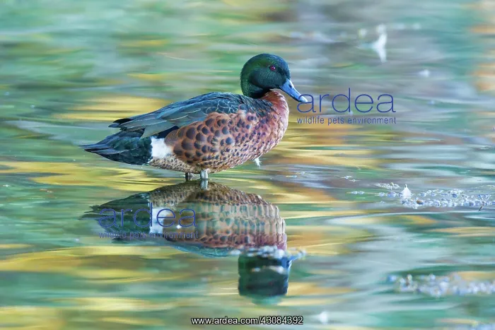 : Chestnut Teal Drake : Chestnut Teal Drake