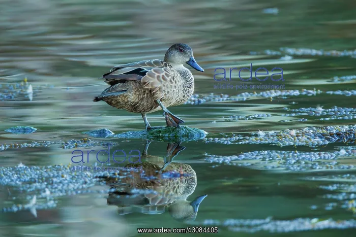 : Chestnut Teal hen : Chestnut Teal hen