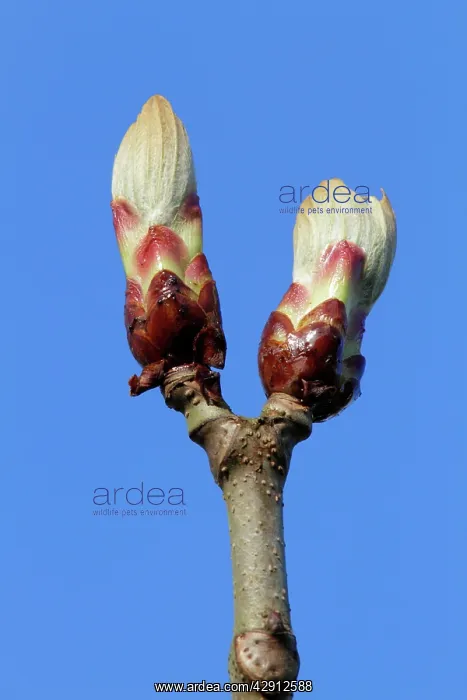 : Chestnut Tree - buds about to open : Chestnut Tree - buds about to open
