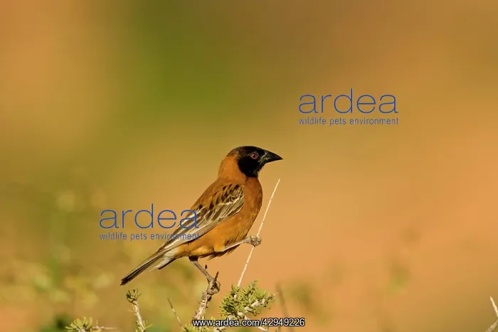  : Chestnut Weaver - Male in breeding plumage