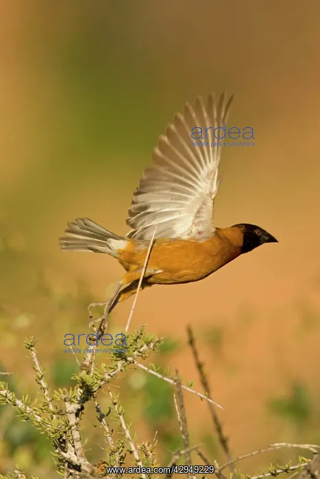 : Chestnut Weaver - Male in breeding plumage, taking flight : Chestnut Weaver - Male in breeding plumage, taking flight