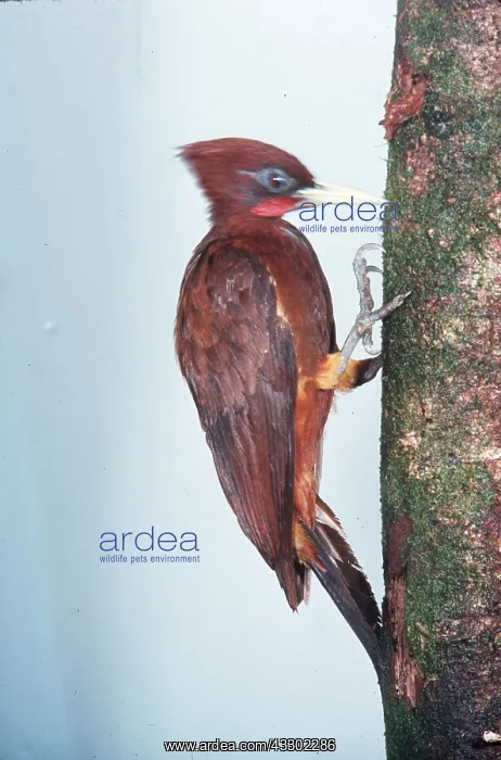 : CHESTNUT WOODPECKER - on tree trunk : CHESTNUT WOODPECKER - on tree trunk