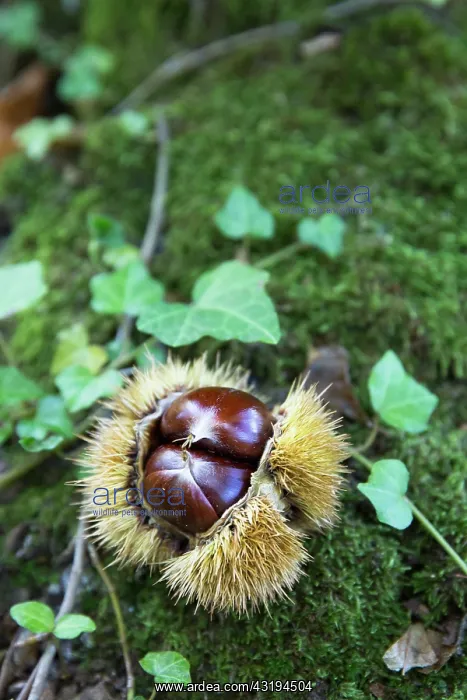 : Chestnuts (Castanea sativa) in their husk, Les Vans : Chestnuts (Castanea sativa) in their husk, Les Vans