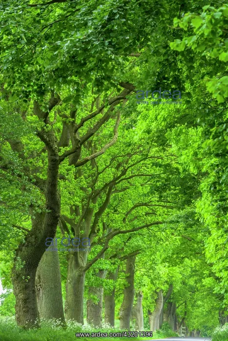 : Chestnuts and lime trees in an avenue on the island : Chestnuts and lime trees in an avenue on the island