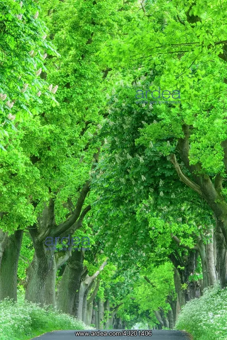 : Chestnuts and lime trees in an avenue on the island : Chestnuts and lime trees in an avenue on the island