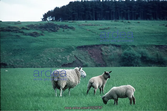 : CHEVIOT SHEEP - Ewe and two crossbred lambs grazing : CHEVIOT SHEEP - Ewe and two crossbred lambs grazing