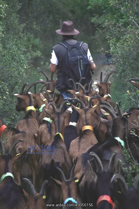 : Chevrier followed by his herd of goats France : Chevrier followed by his herd of goats France