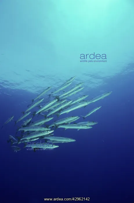 : Chevron barracuda - school : Chevron barracuda - school