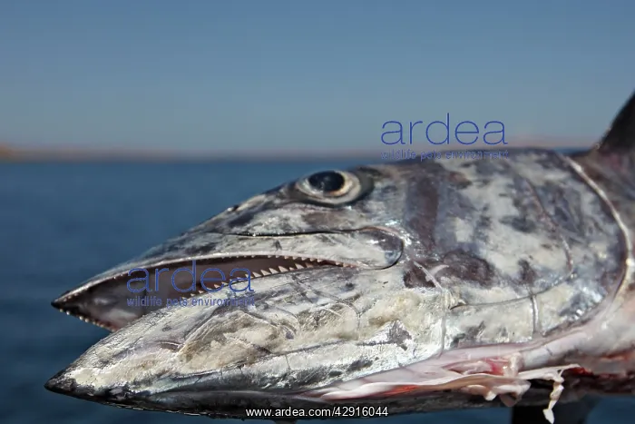 : Chevron / blackfin Barracuda : Chevron / blackfin Barracuda