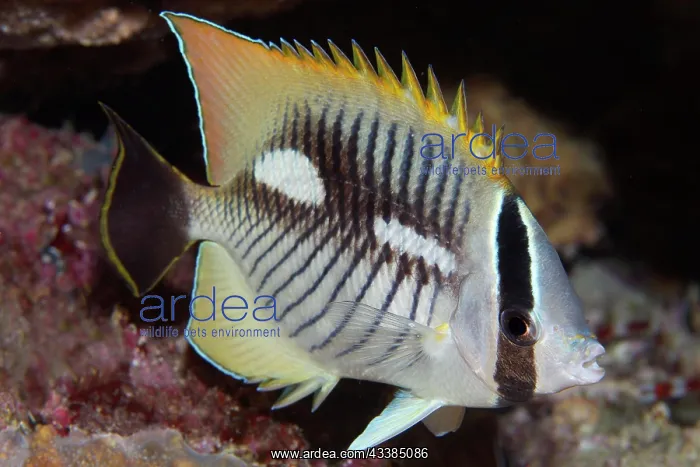 : Chevron butterflyfish (Chaetodon trifascialis) at : Chevron butterflyfish (Chaetodon trifascialis) at