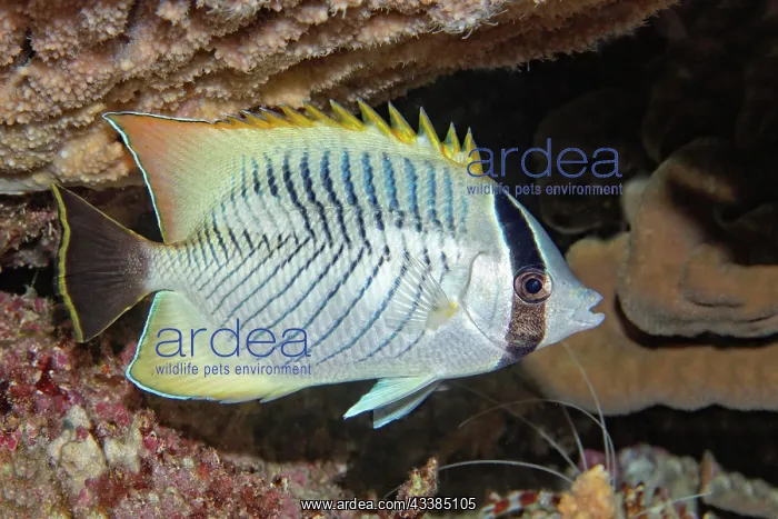 : Chevron butterflyfish (Chaetodon trifascialis) at : Chevron butterflyfish (Chaetodon trifascialis) at