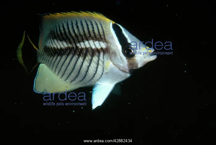 : Chevroned Butterflyfish : Chevroned Butterflyfish