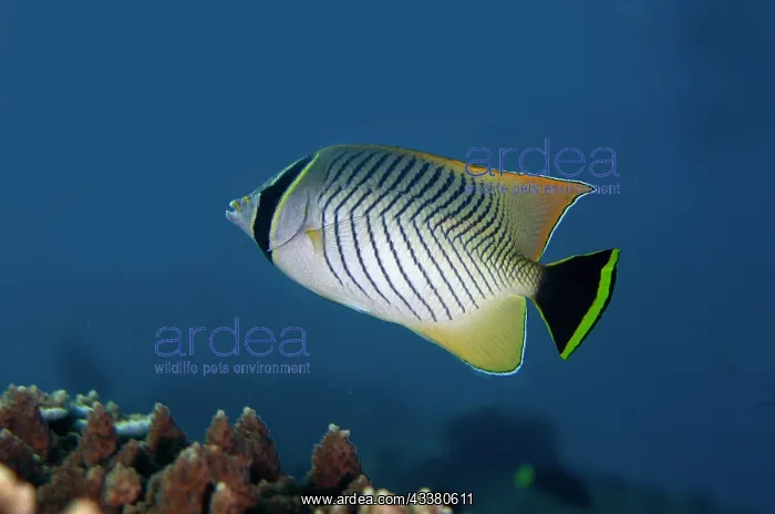 : Chevroned Butterflyfish : Chevroned Butterflyfish