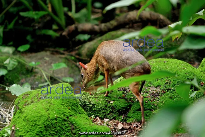 : Chevrotain / Lesser Mouse Deer : Chevrotain / Lesser Mouse Deer