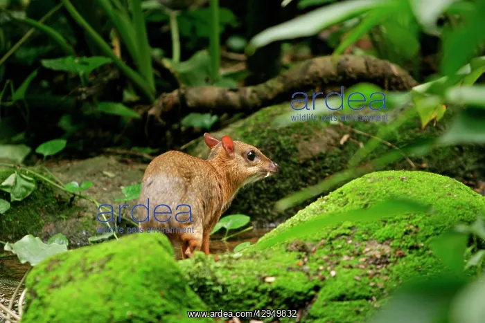 : Chevrotain / Lesser Mouse Deer : Chevrotain / Lesser Mouse Deer