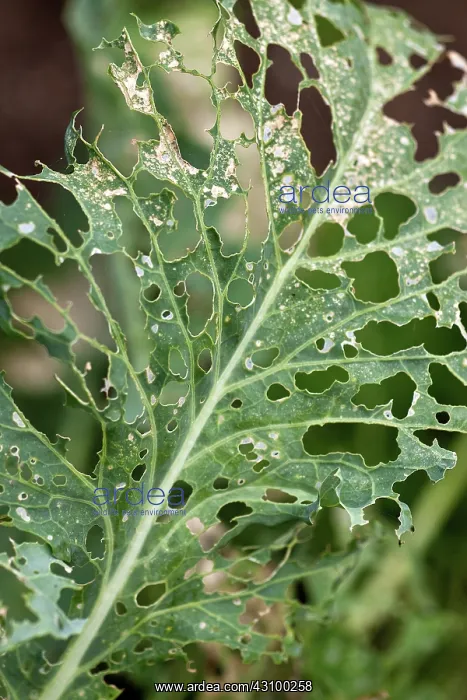 : Chewed Cabbage Leaf : Chewed Cabbage Leaf