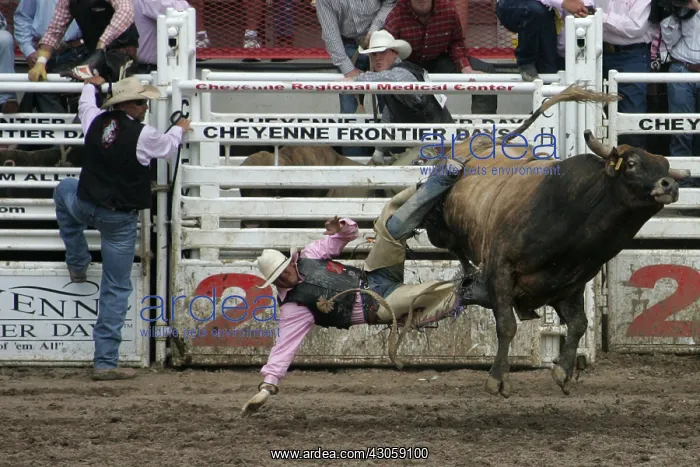  : Cheyenne's World-Famous Rodeo Wyoming USA