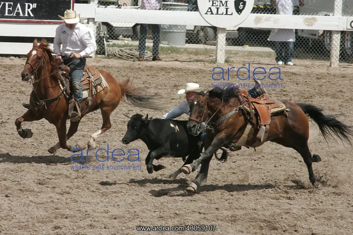 : Cheyenne's World-Famous Rodeo Wyoming USA : Cheyenne's World-Famous Rodeo Wyoming USA